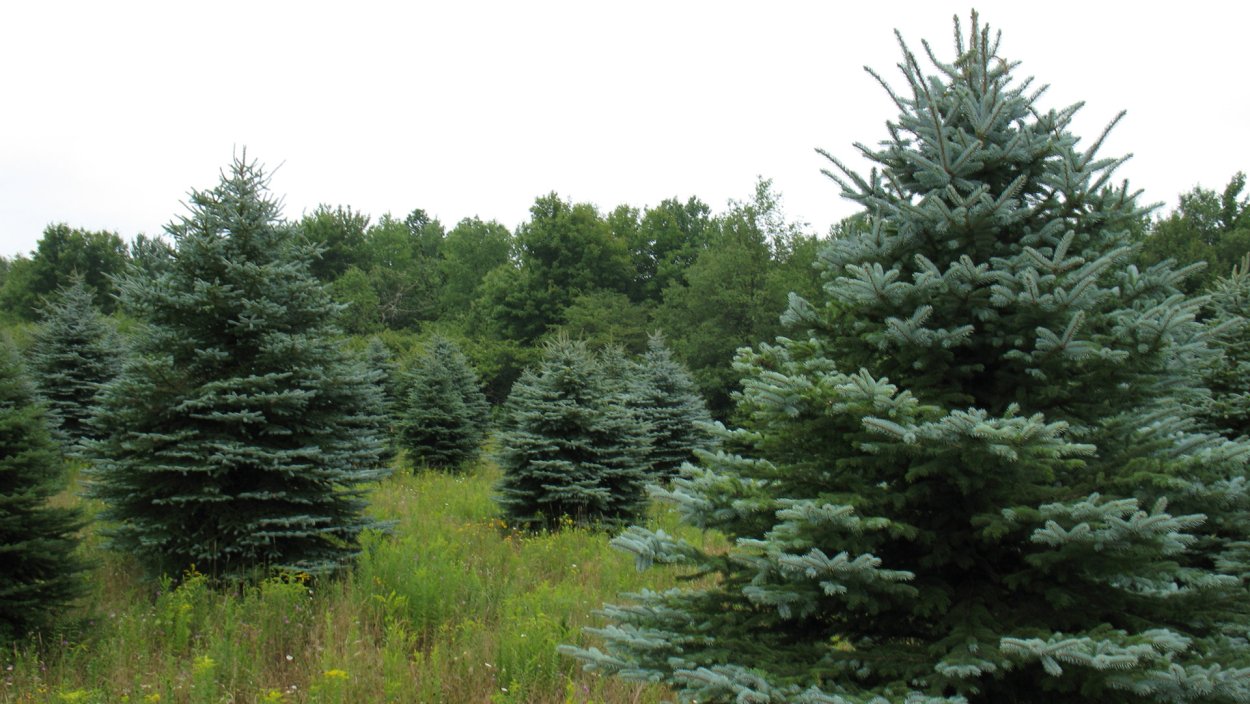 Цвет еловой хвои