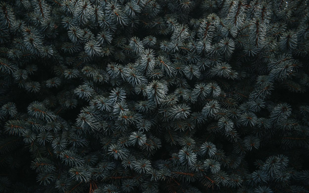 Ель колючая (Picea pungens Royal Blue
