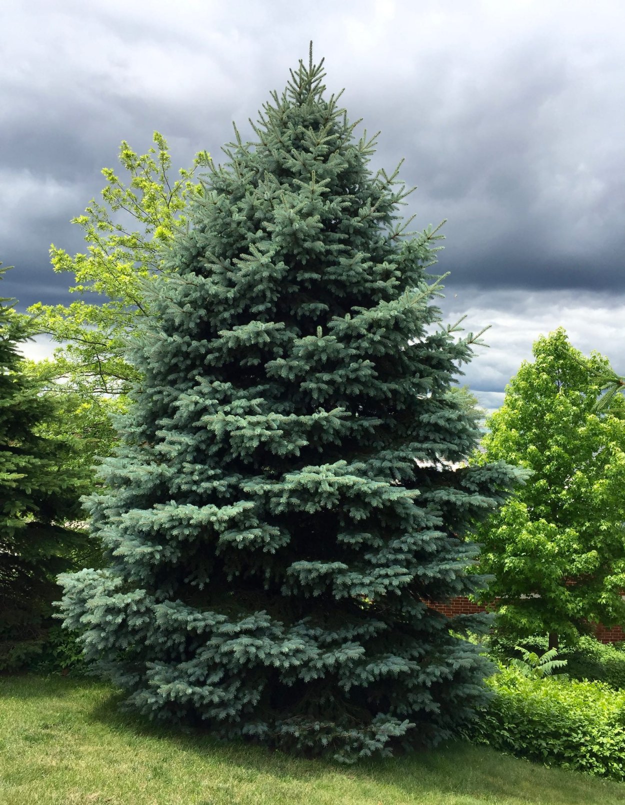 Ель Мисти Блю