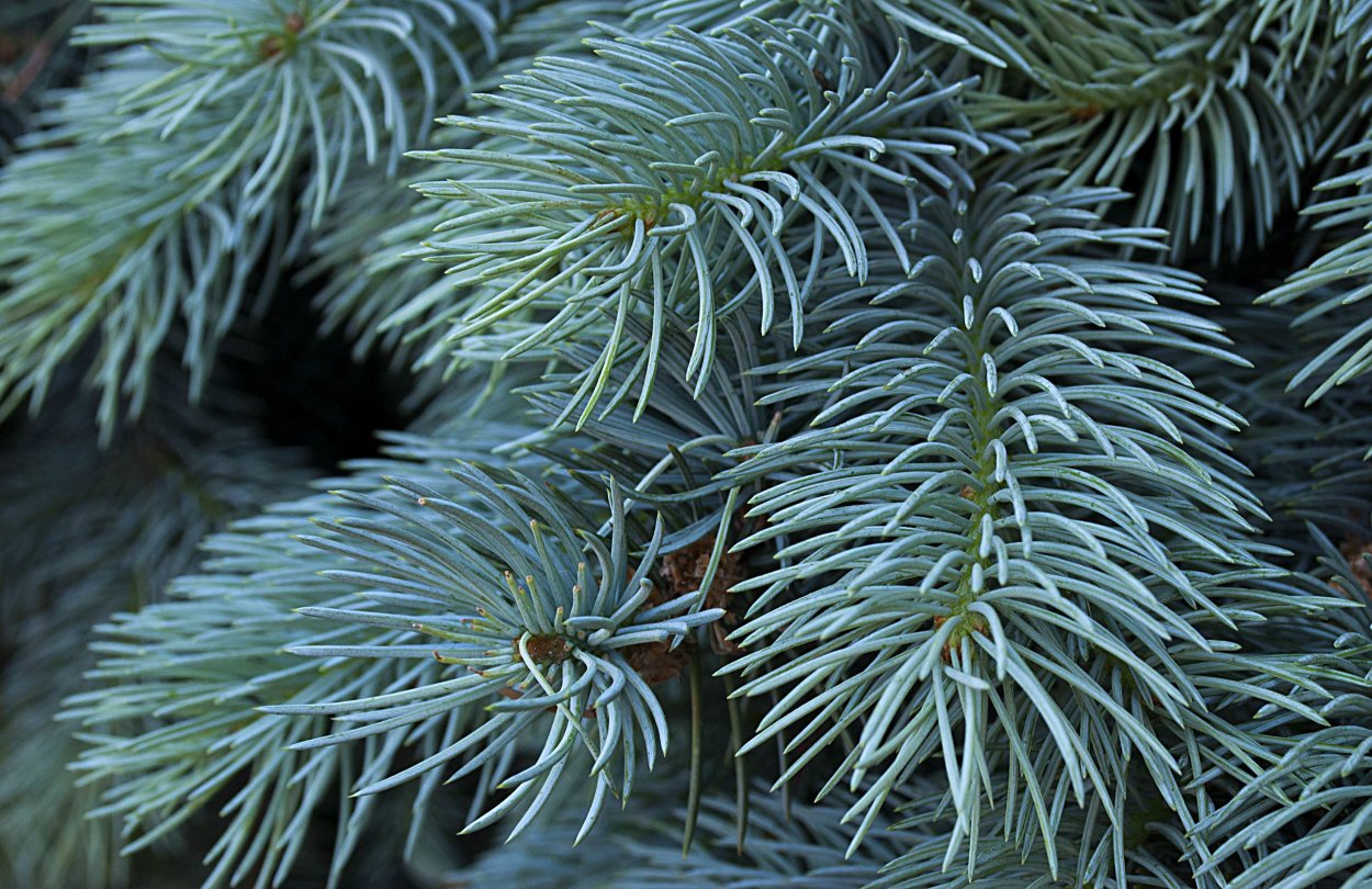 Ель Сибирская голубая