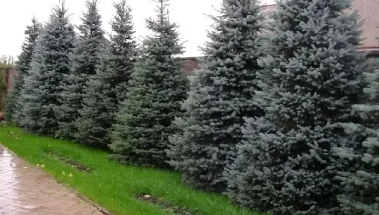 Ель пунгенс Berg's Snow