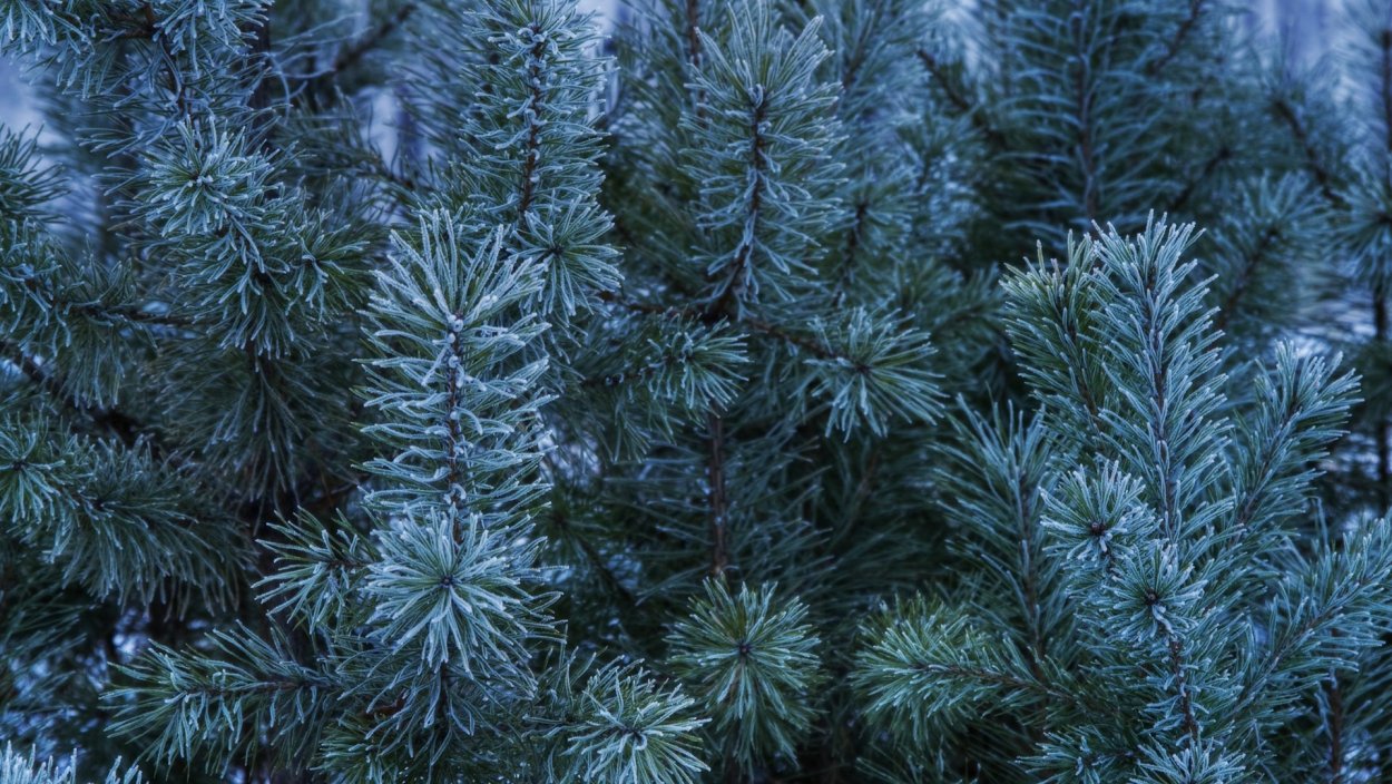 Голосеменные растения хвойные голубая ель