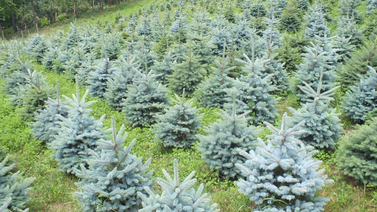 Голубая ель 1080*1080