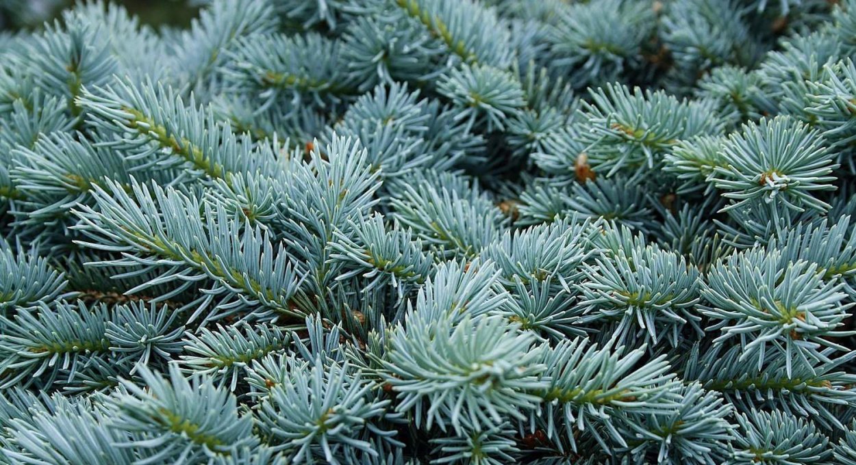 Ель голубая хвоинки