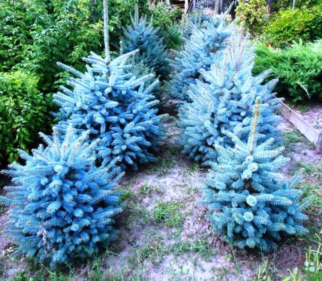 Еловая, Пихтовая, Сосновая лапы