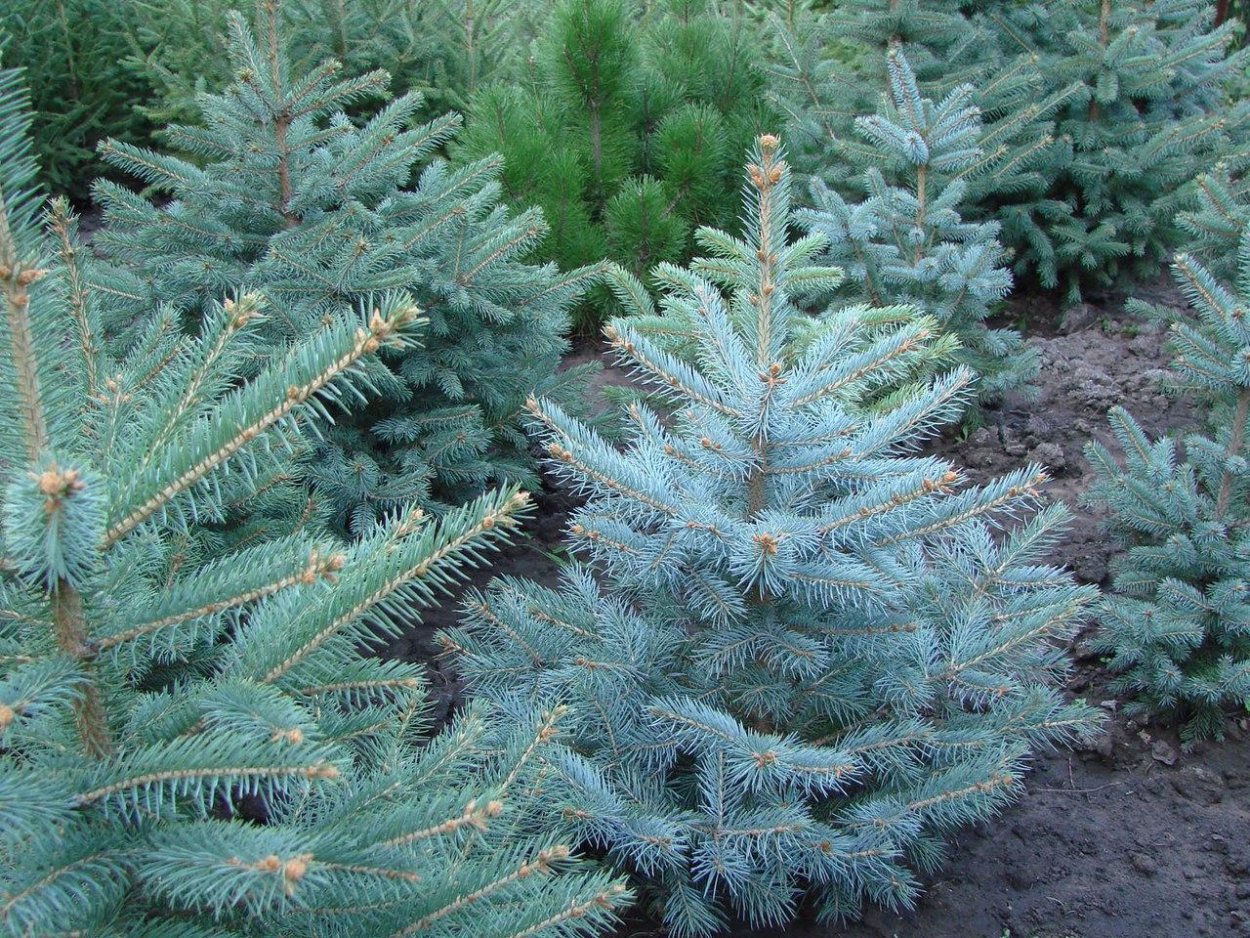 Ель колючая 'Scottie'