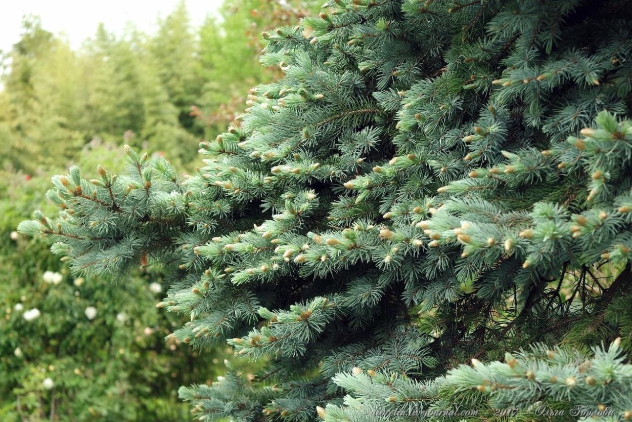 Голубая ель Беатрис Оливия