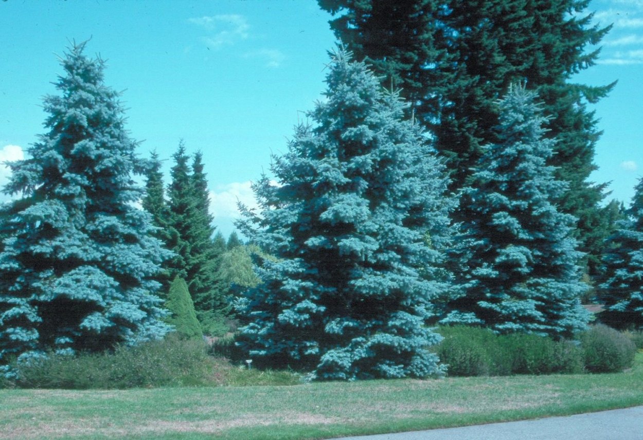 Ель Picea pungens “Blue Diamond”