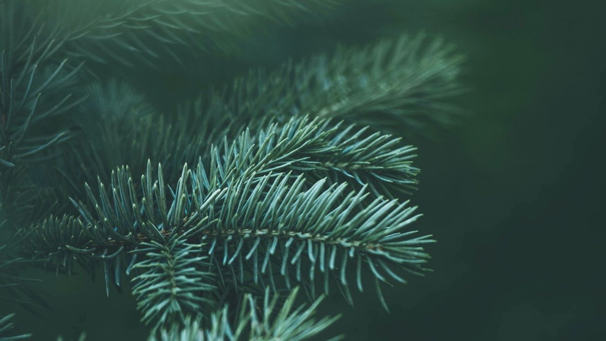 Пихта Киликийская