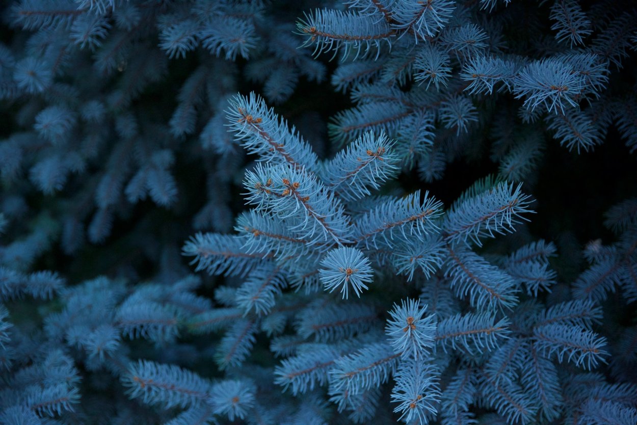 Picea pungens Omega