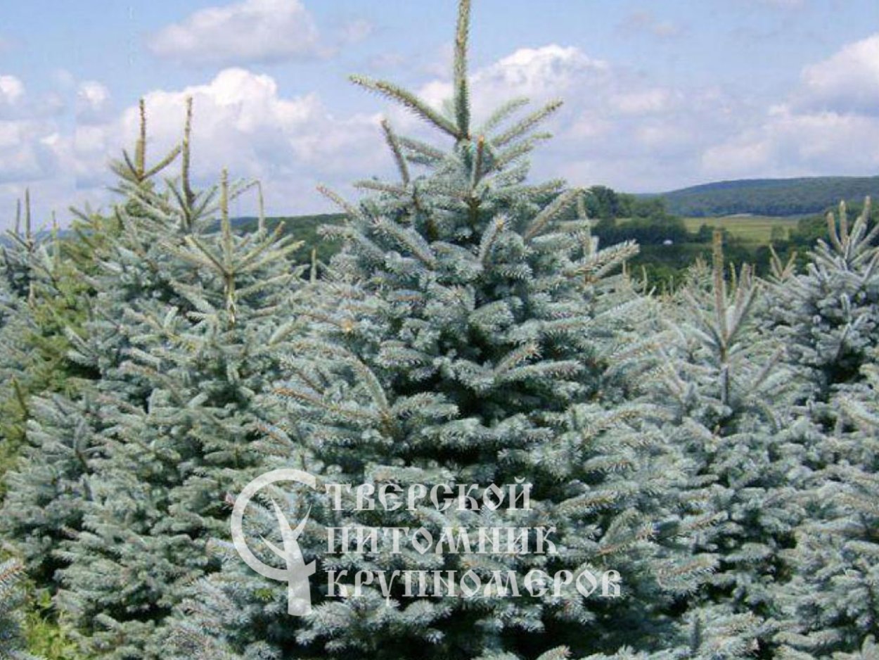 Ель колючая (сизая) Picea pungens