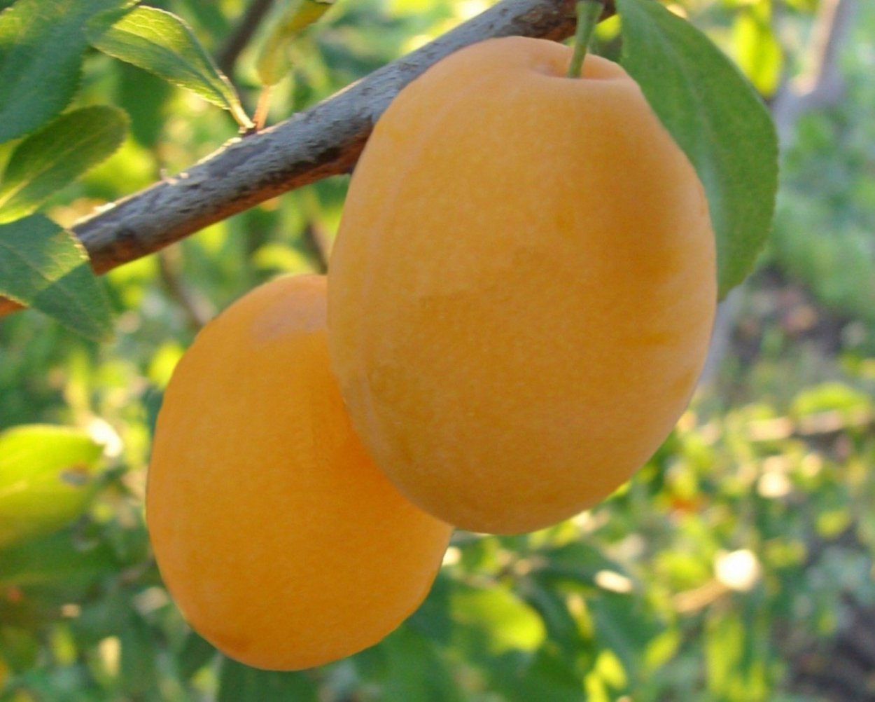 Слива Голден Плумза