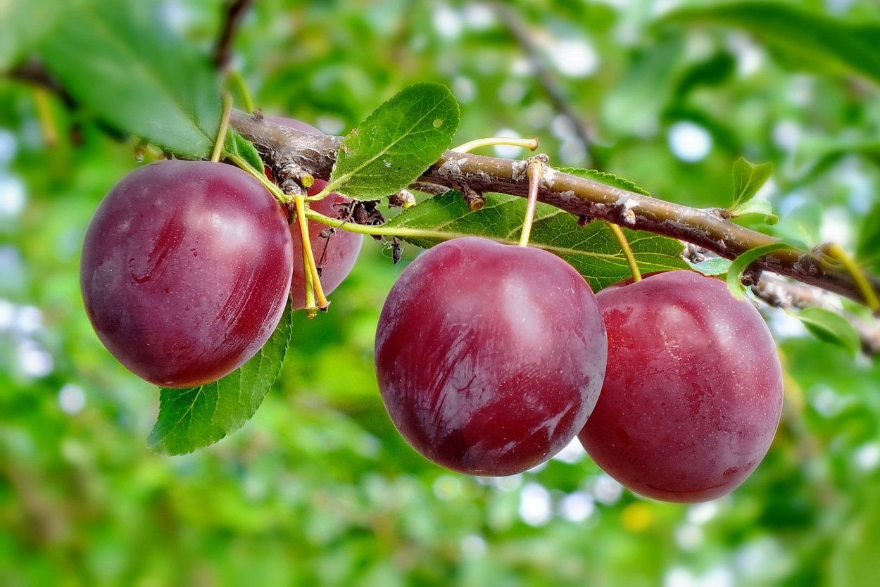 Слива скрещенная с алычой