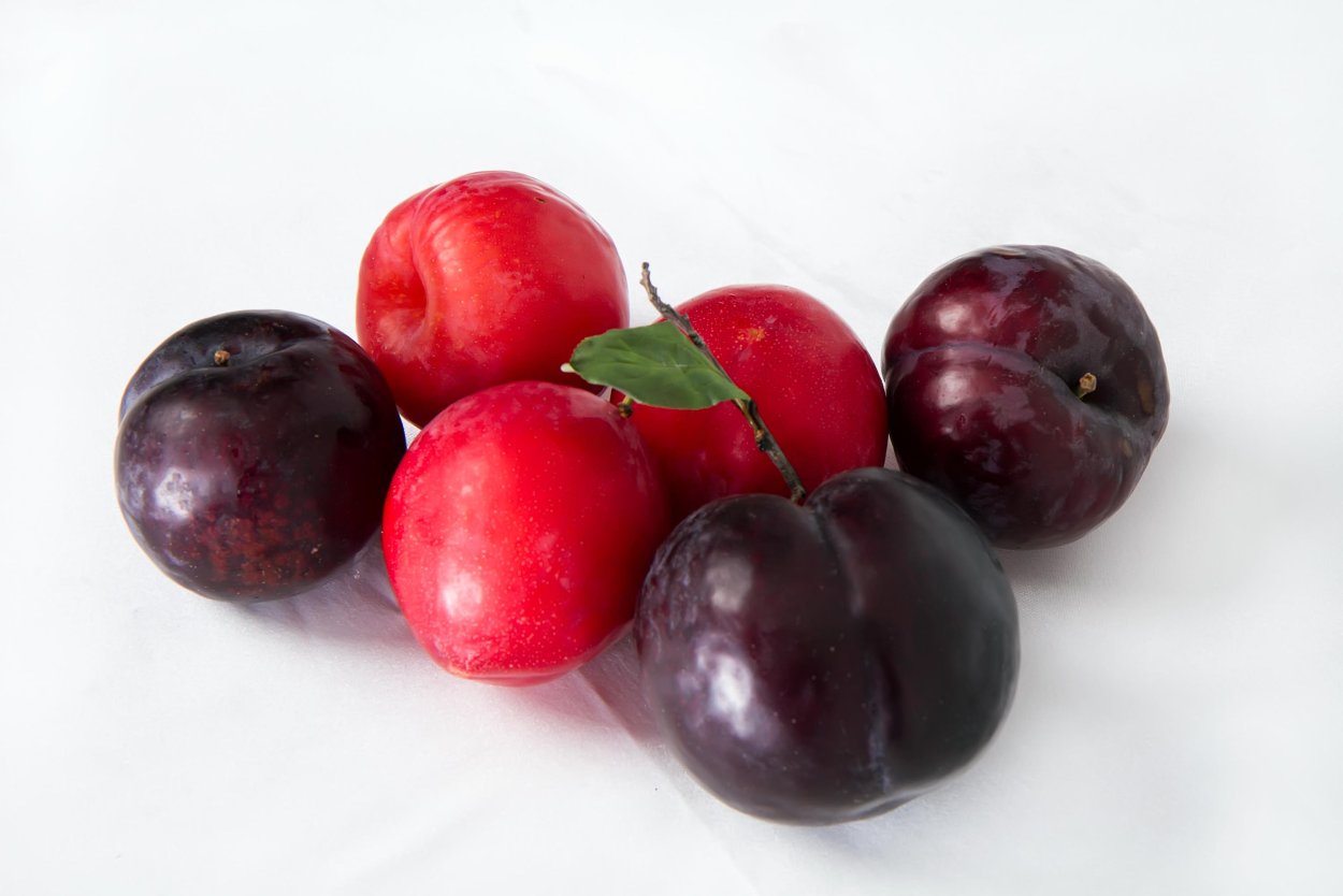 Слива ягода