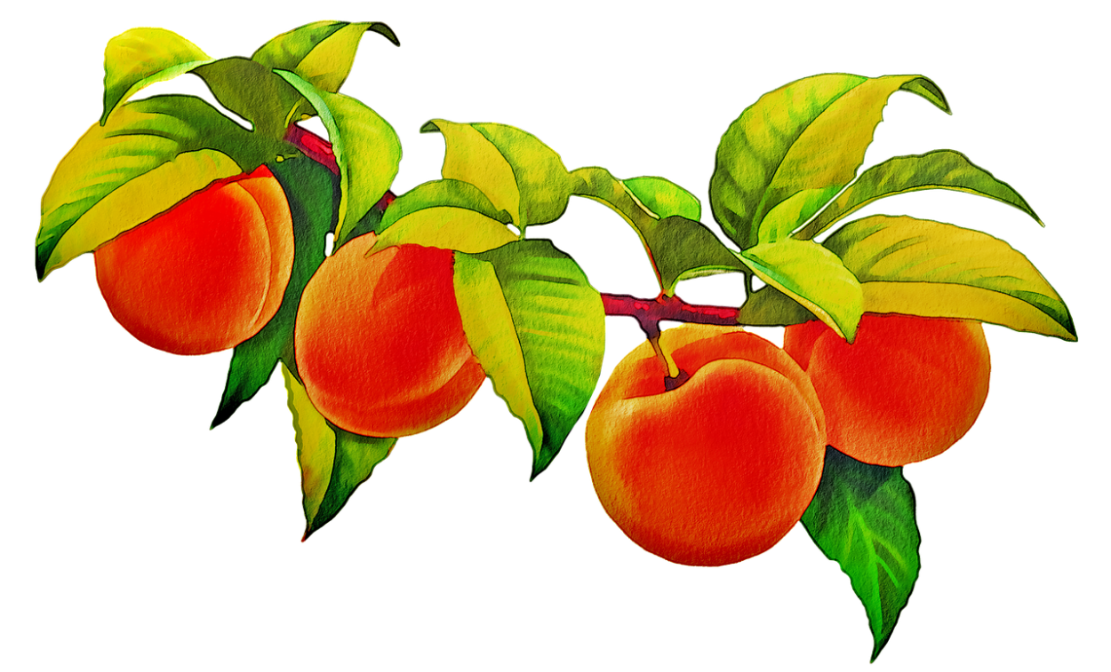 Персики на ветке