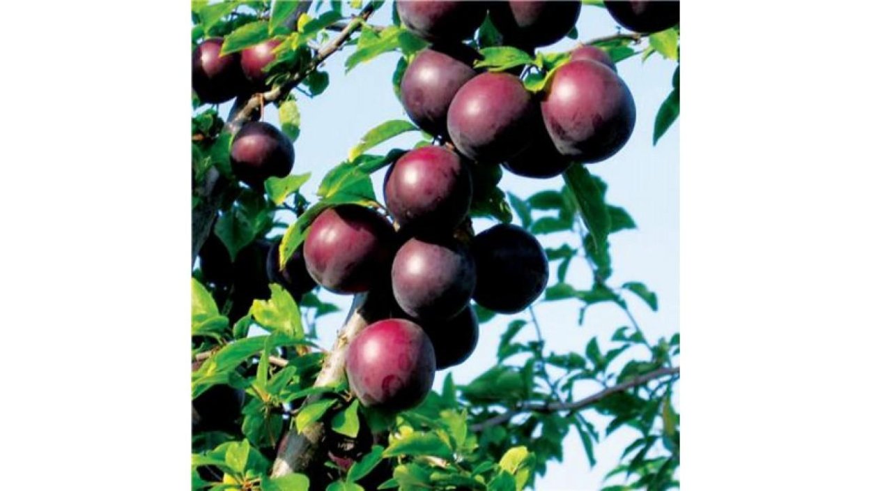 Разрезанная слива