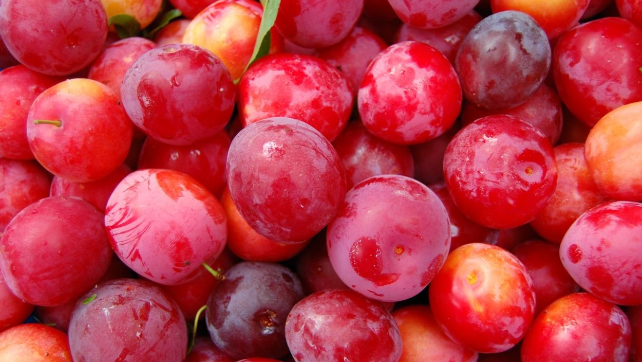 Абрикос черный принц