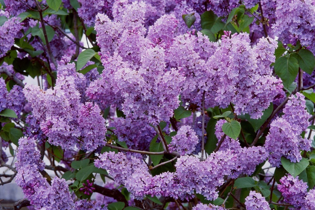 Syringa vulgaris кустарник