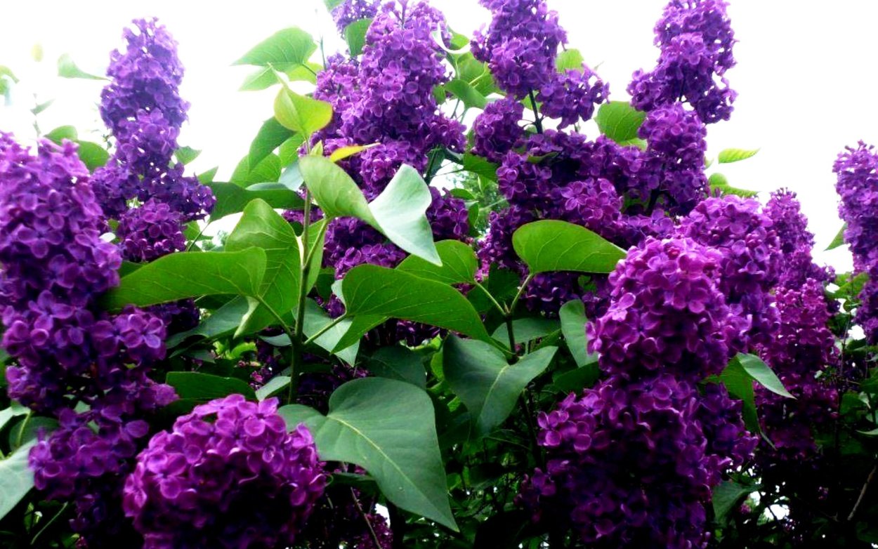 Сирень обыкновенная Gilbert