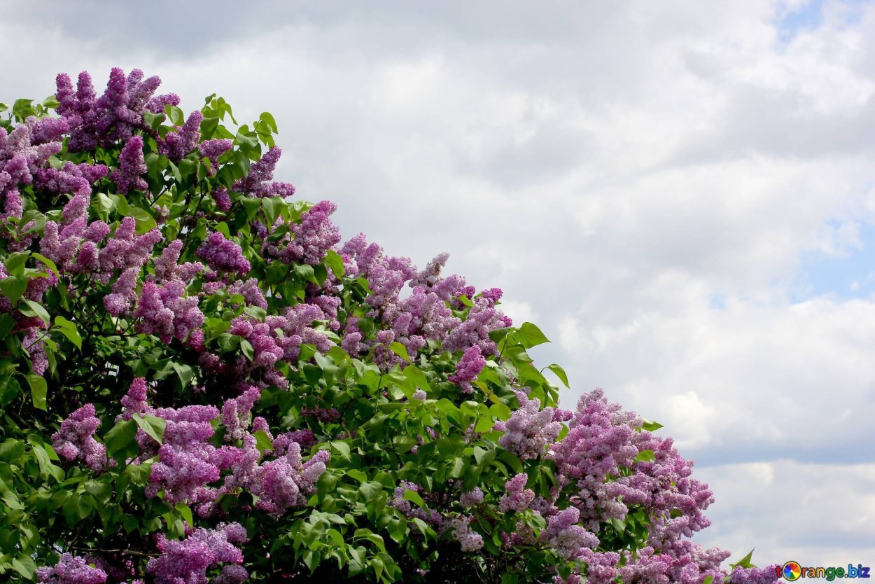 Персидская сирень куст