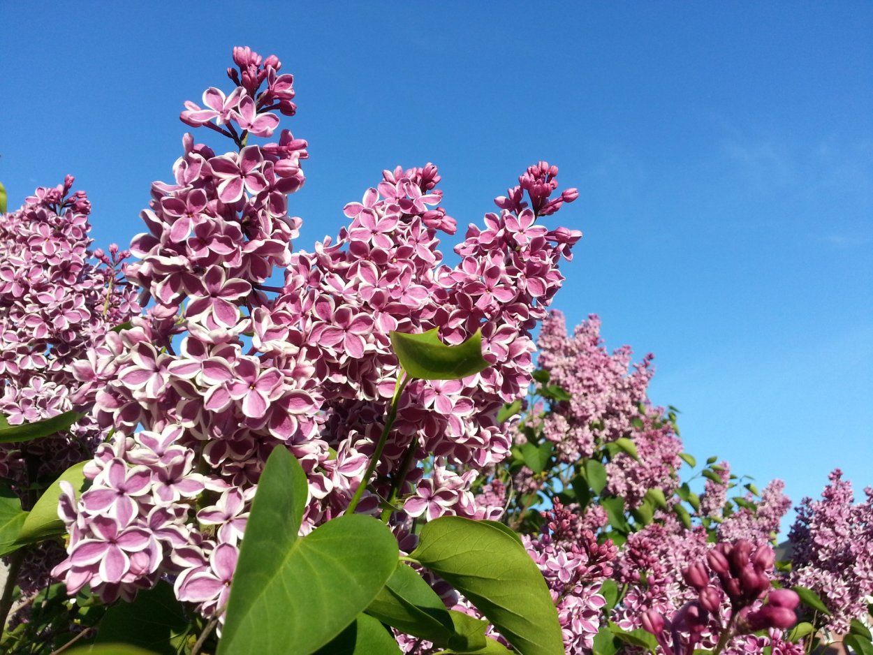 Сирень обыкновенная бургунди Квин