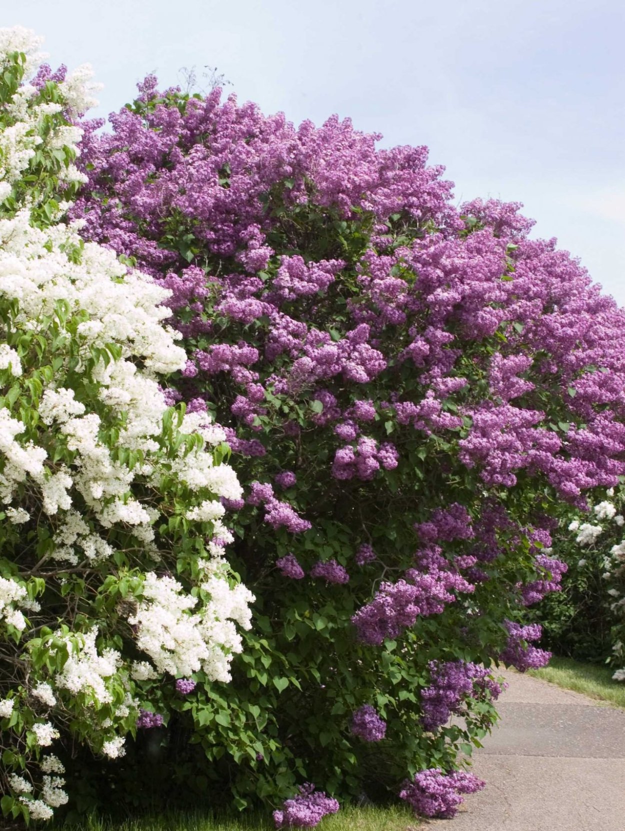 Сирень обыкновенная куст