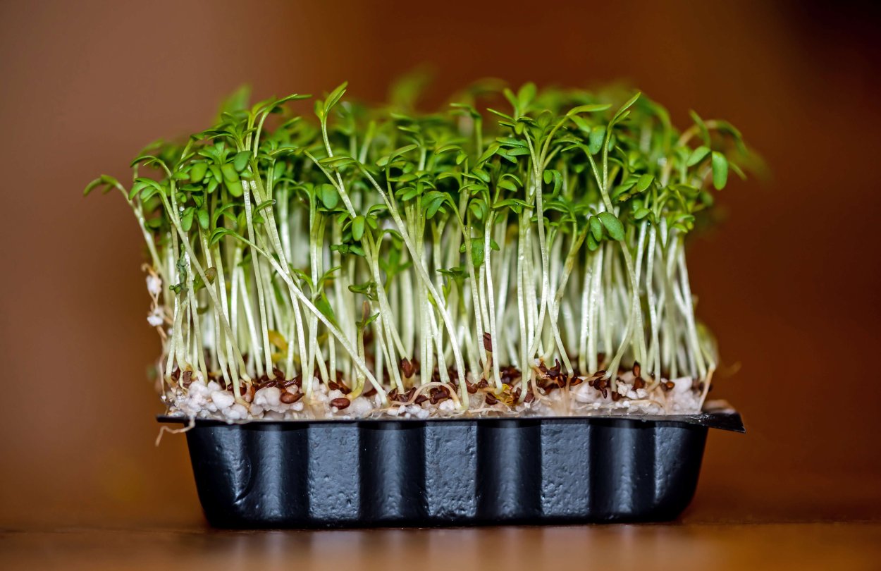 Черемша микрозелень