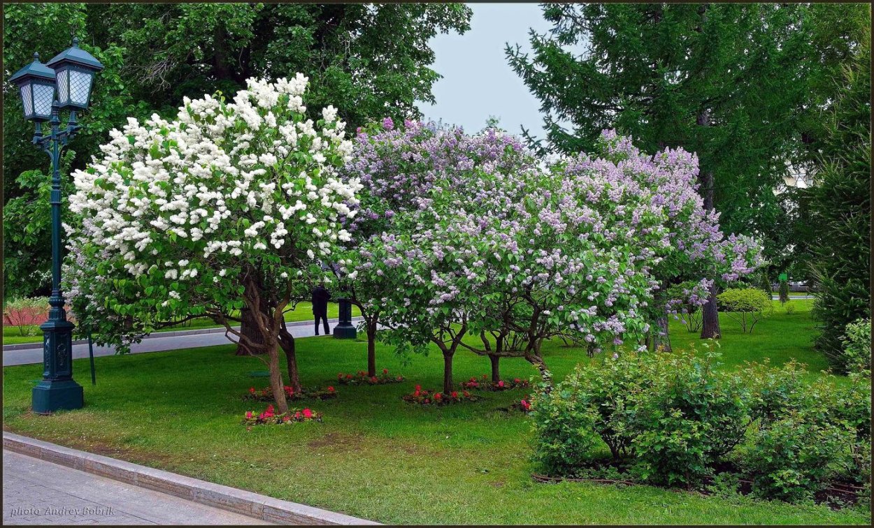 Сирень обыкновенная красавица Москвы куст