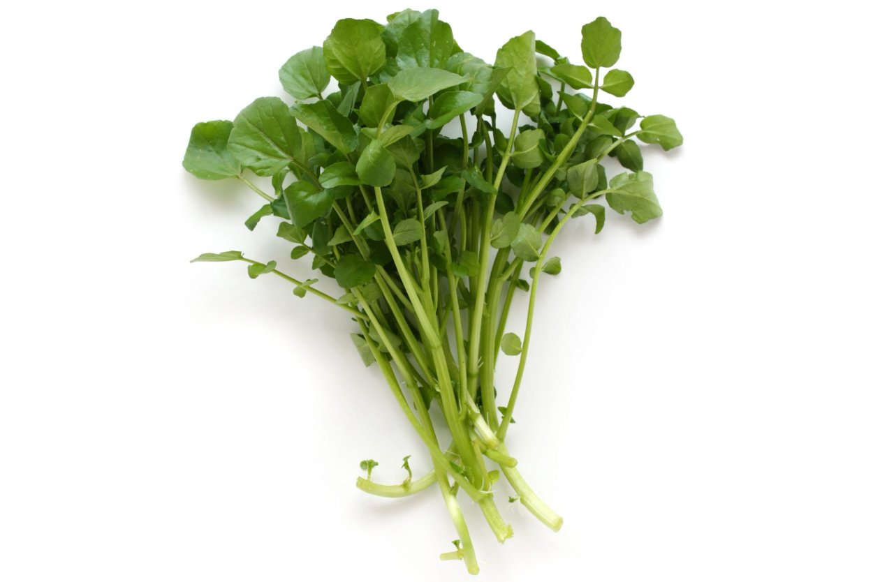 Кресс-салат широколистный ц (Аэлита)