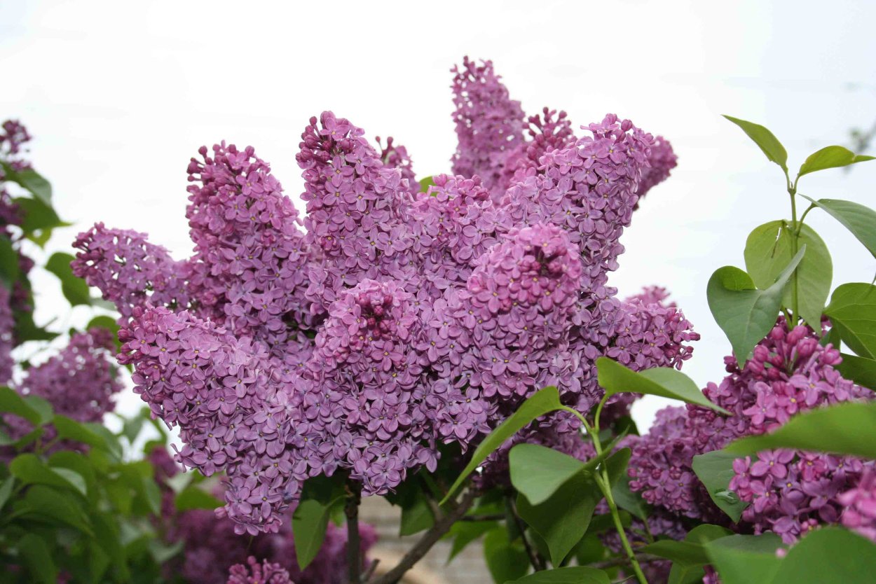 Сирень Вирджиния Беккер