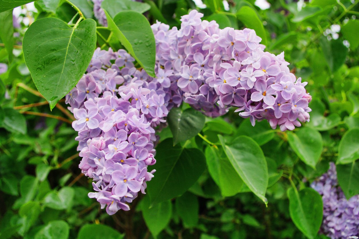 Сирень обыкновенная Аделина