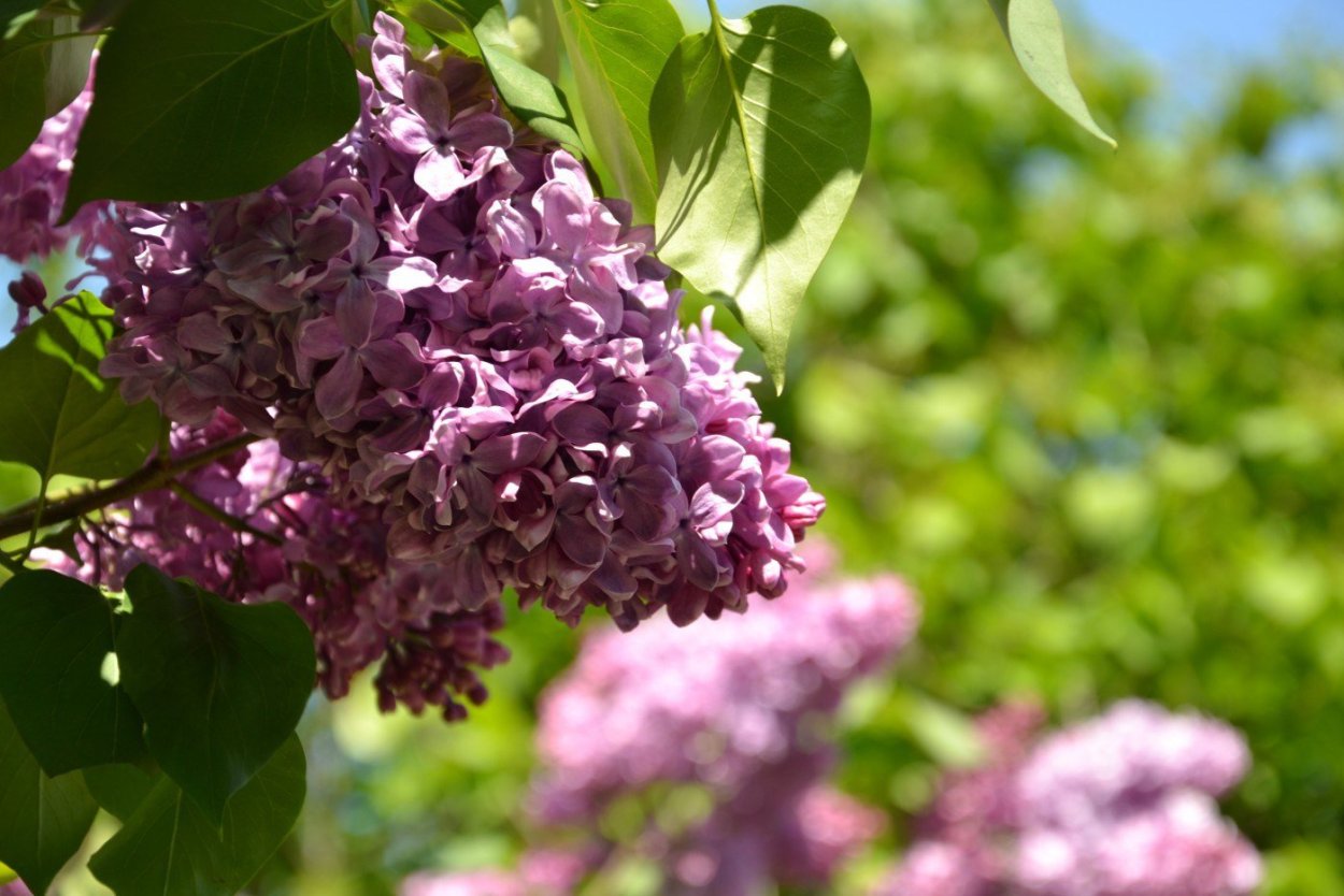 Сирень европейская дерево