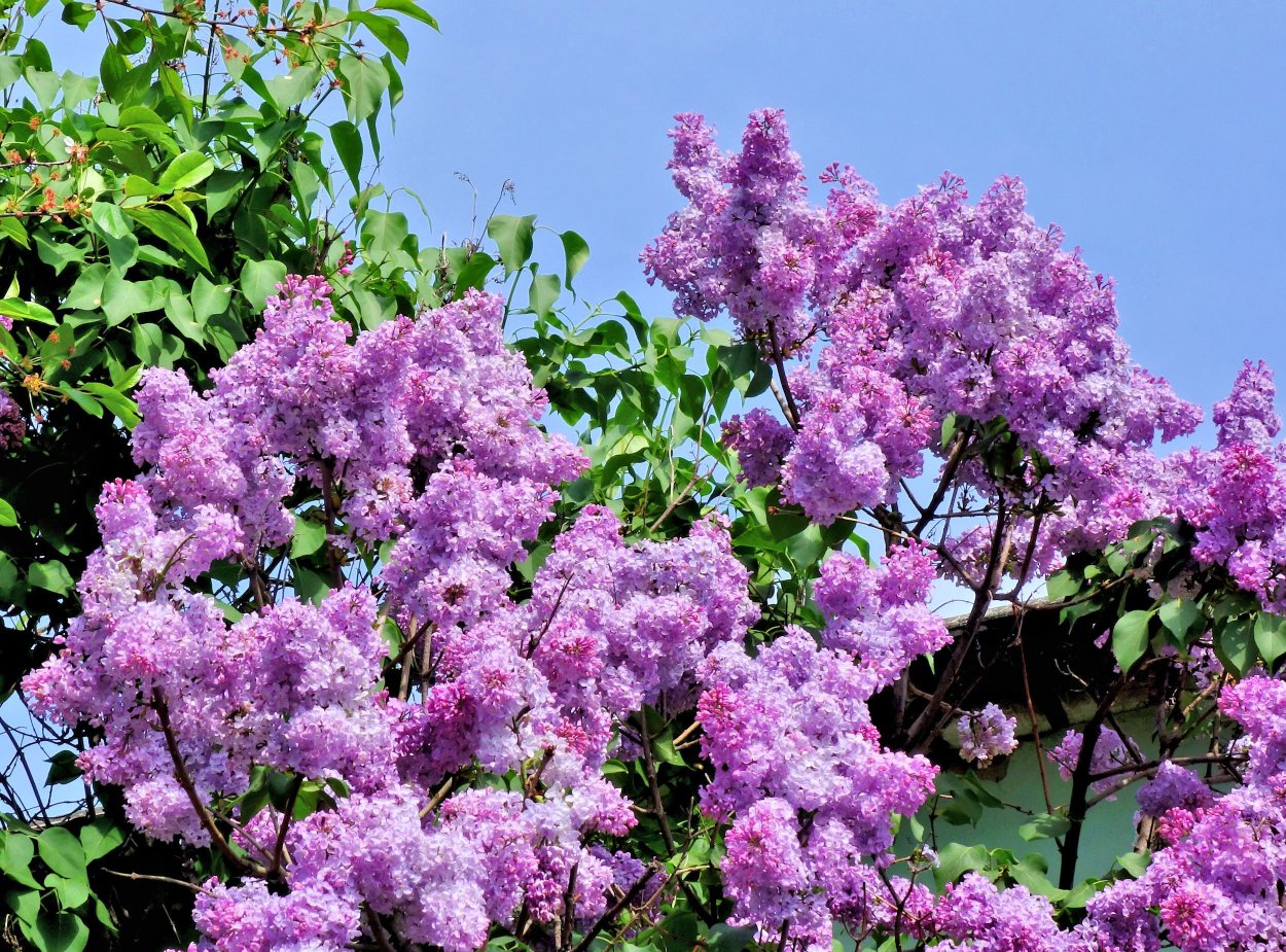 Персидская сирень куст