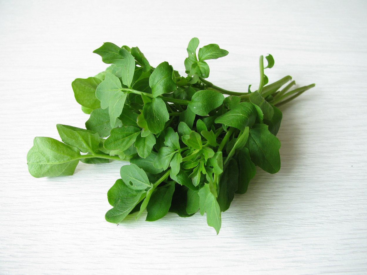 Теплый салат с сыром сулугуни