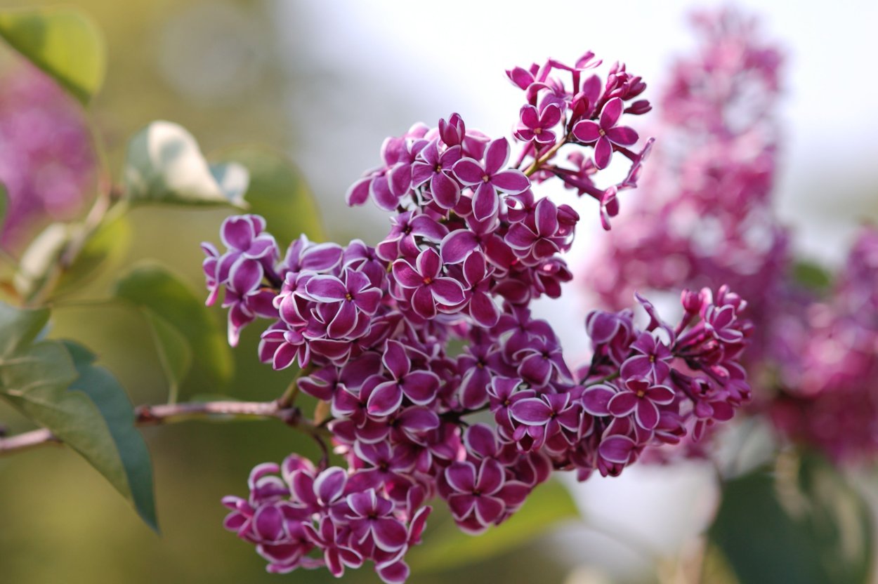 Сирень Сара Сэндс