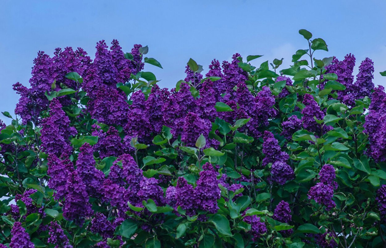 Сирень Генри Тамерлан