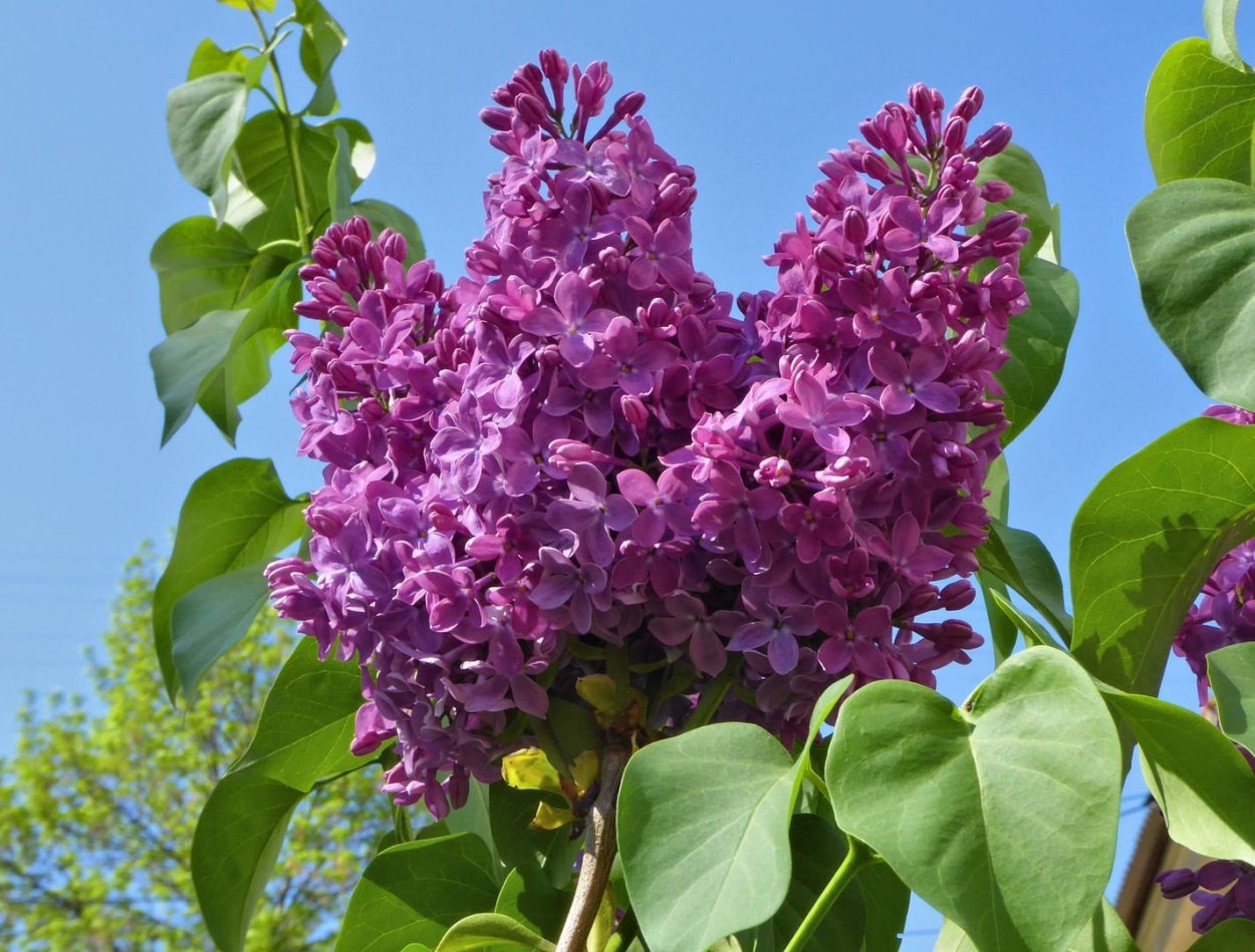 Сирень Федерико Гарсиа Лорка