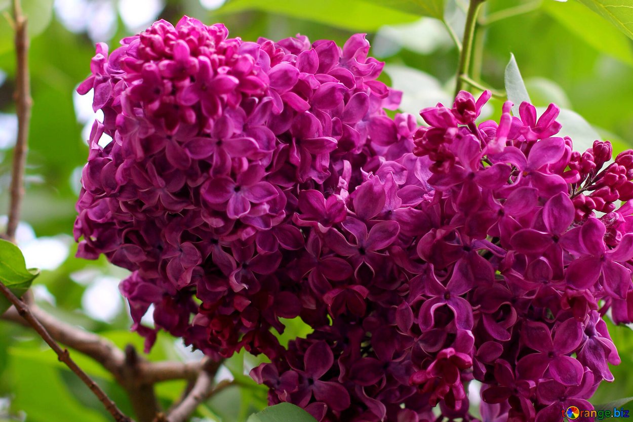 Сирень обыкновенная Анна Шиач