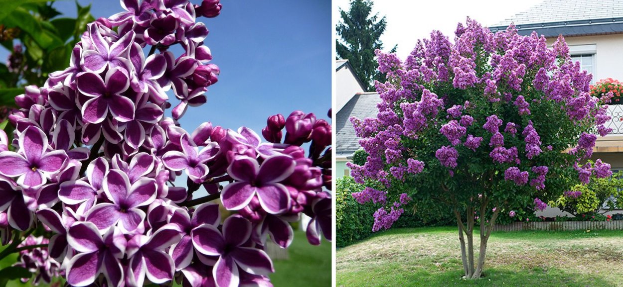 Сирень обыкновенная сенсатион