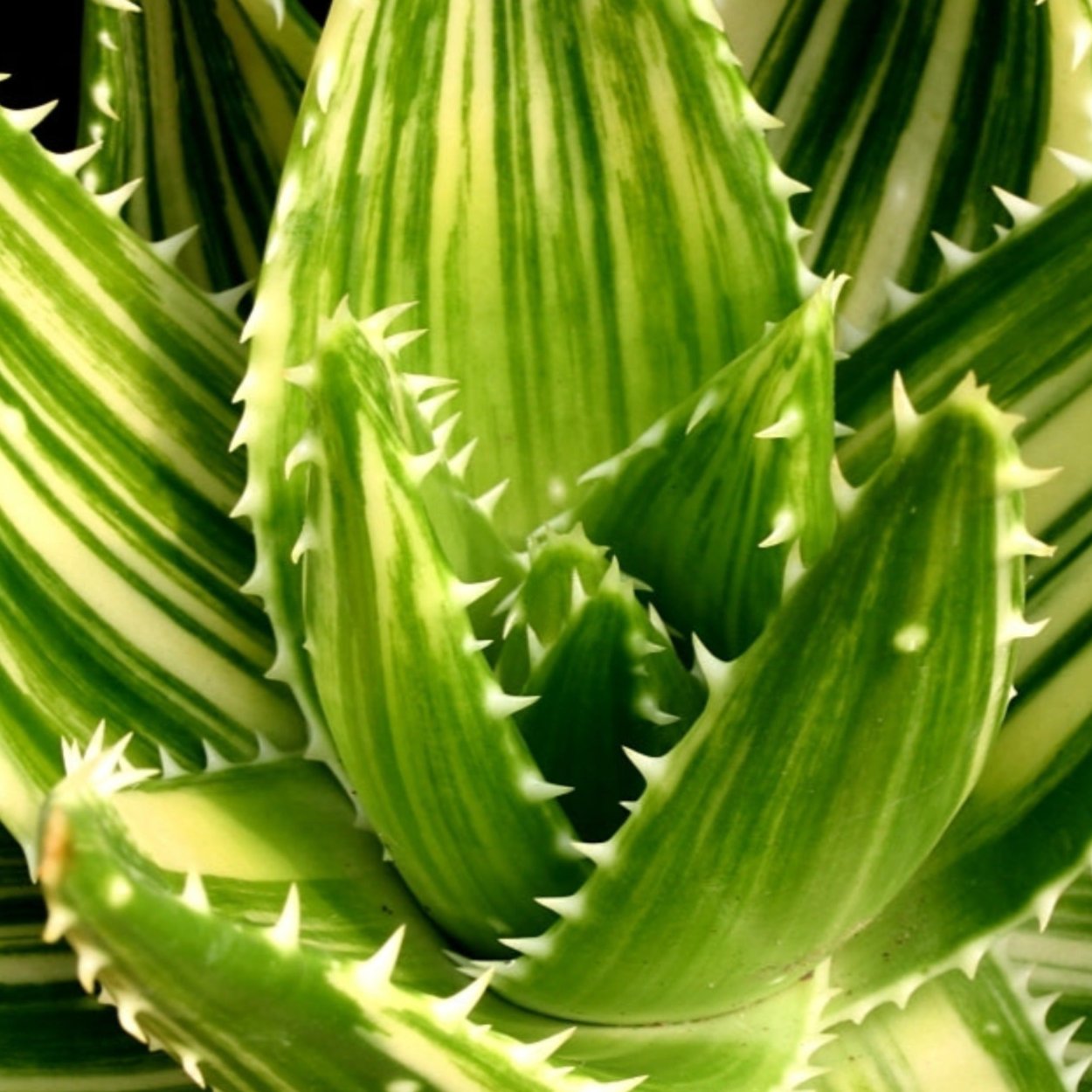 Алоэ столетник купить. Алоэ Вариегата пестрое. Aloe variegata алоэ пестрое. Алоэ Вариегата (Aloe variegata). Алоэ Митриформис Вариегата.