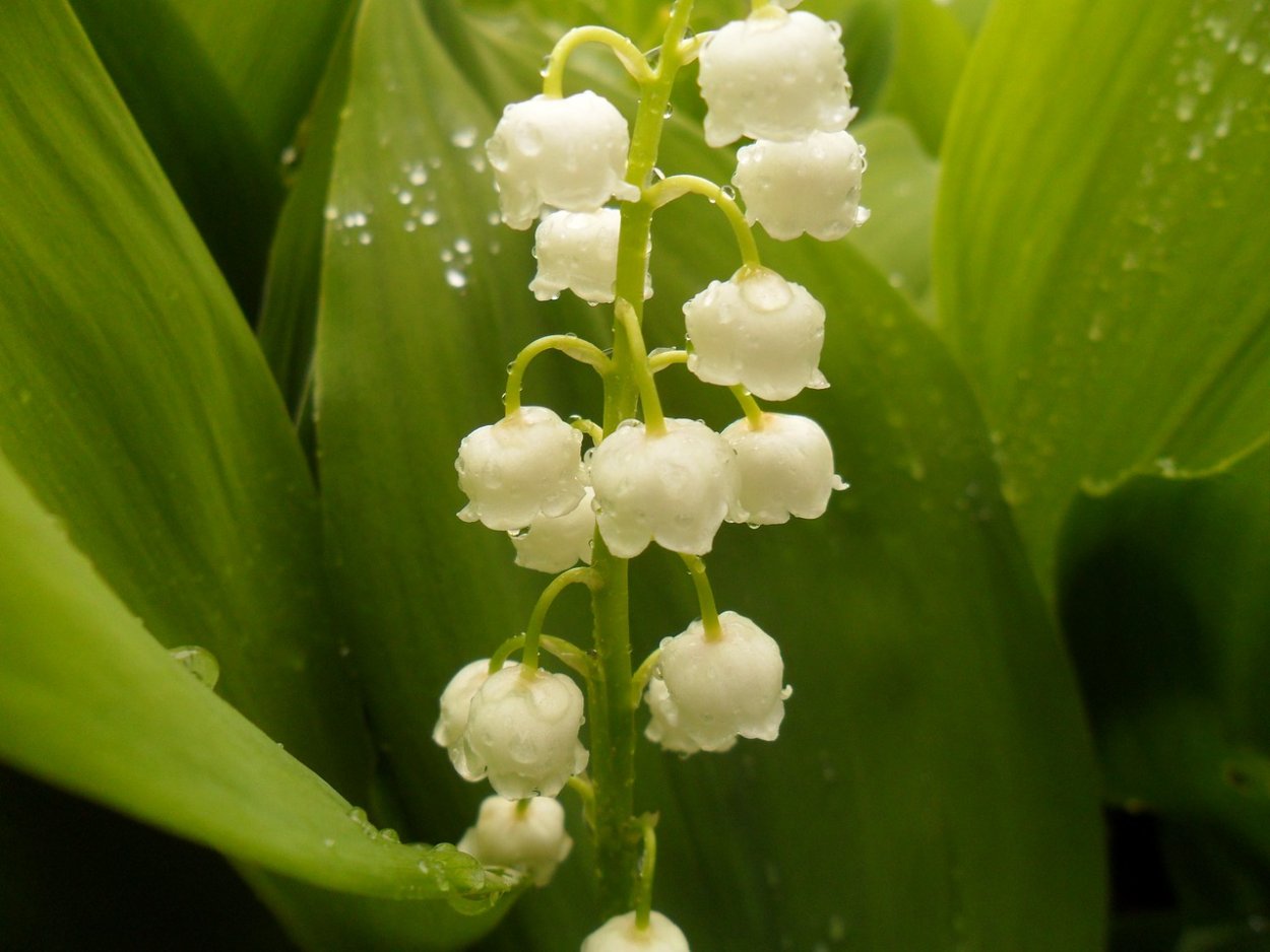 Ландыш горный Convallaria Montana