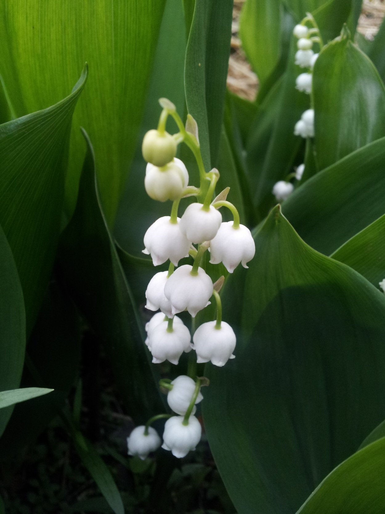 Convallaria Majalis