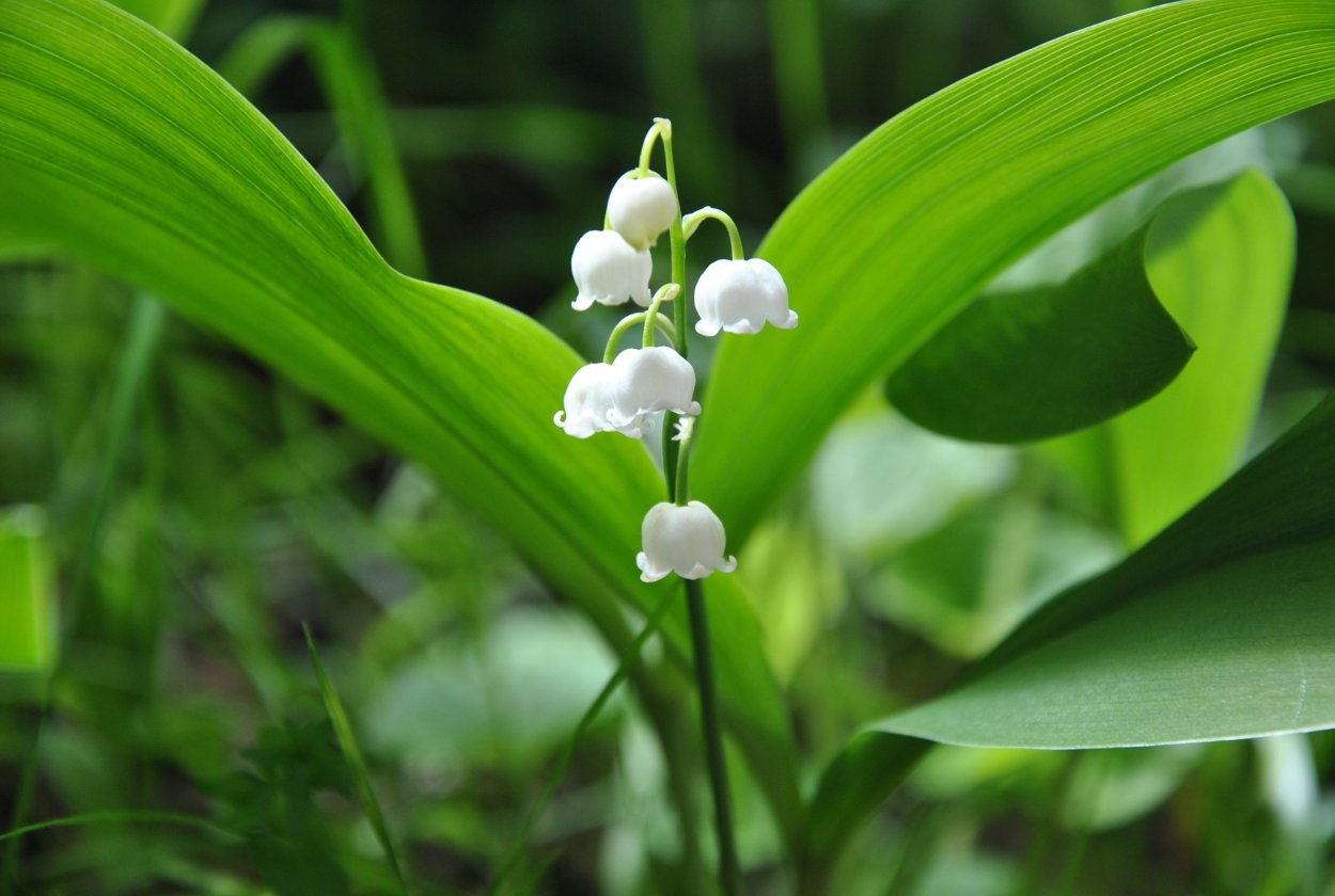Ландыш Майский (Convallaria Majalis)