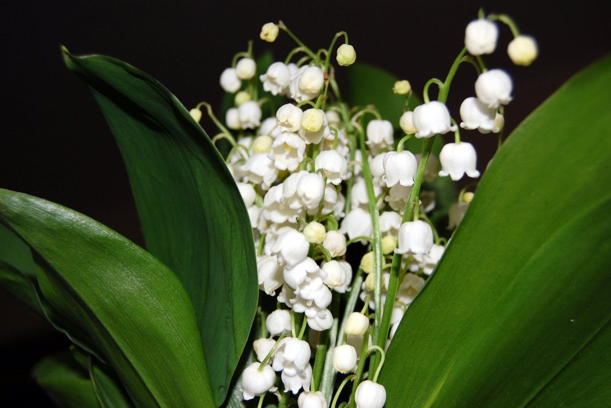 Ландыш Майский (Convallaria Majalis l.)
