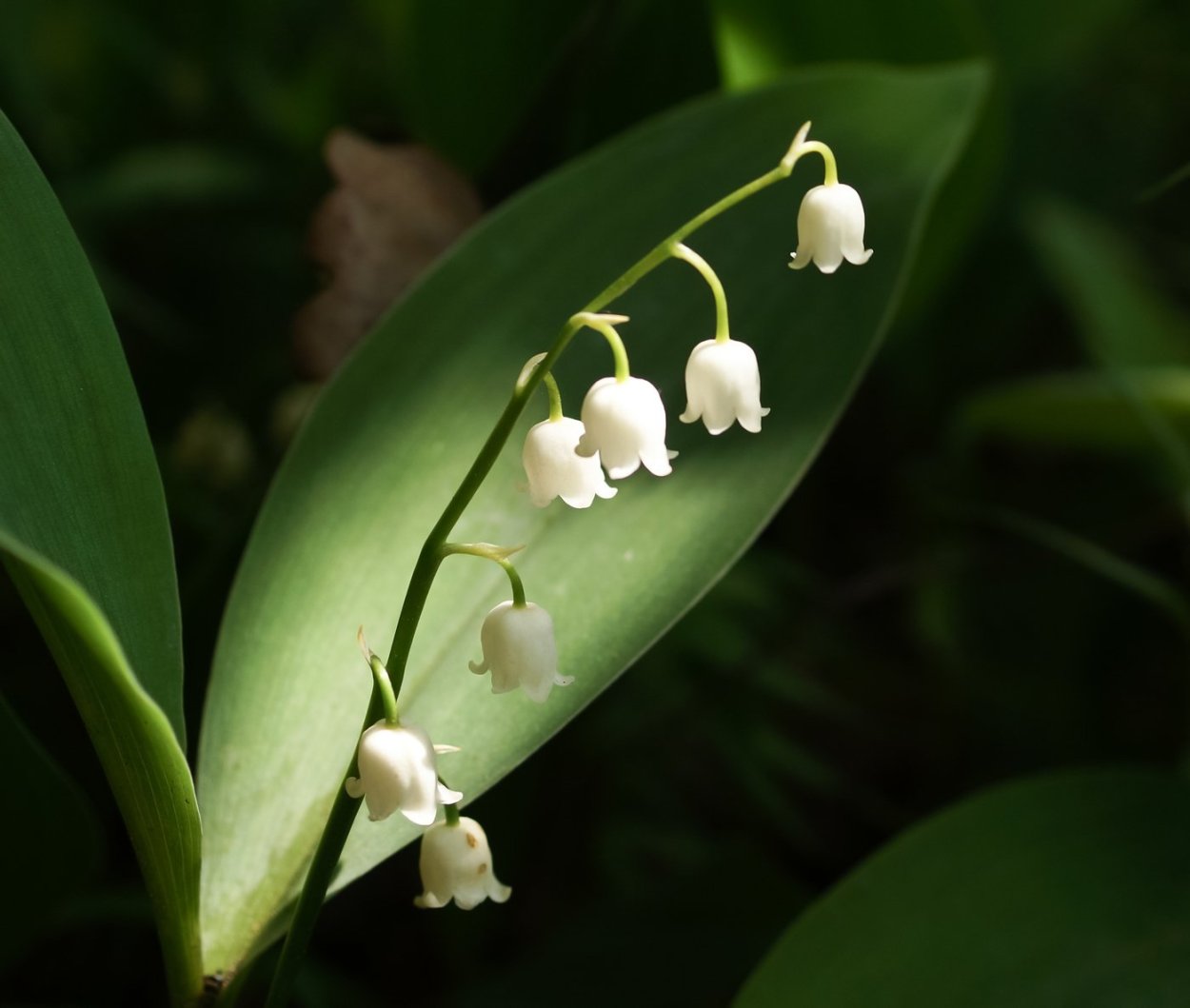 Ландыш Майский (Convallaria Majalis l.)