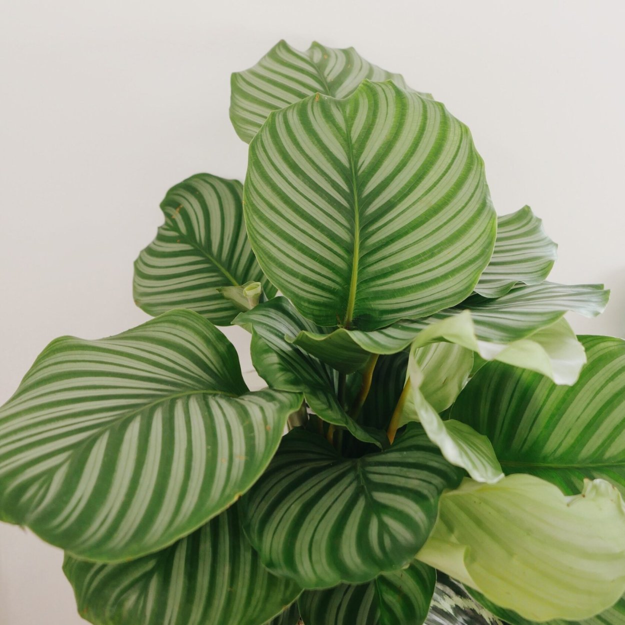 Calathea орбифолия