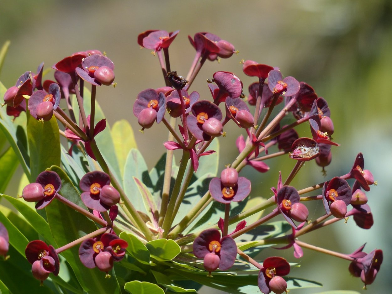 Эуфорбия молочай