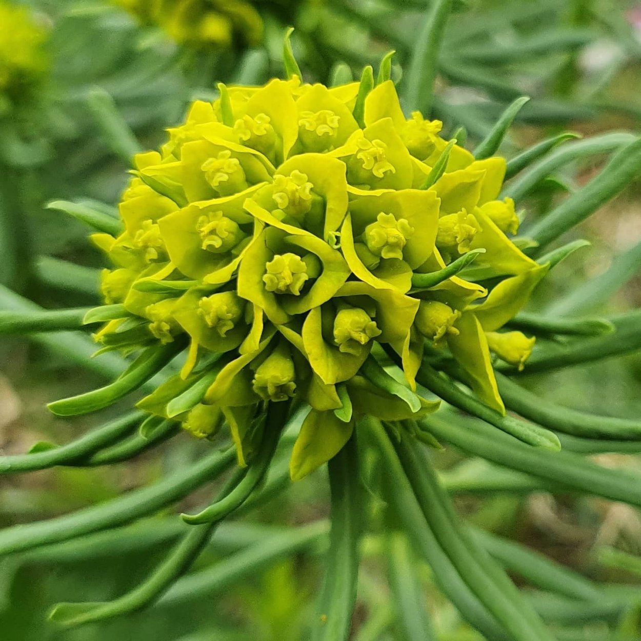 Молочай Euphorbia seguieriana