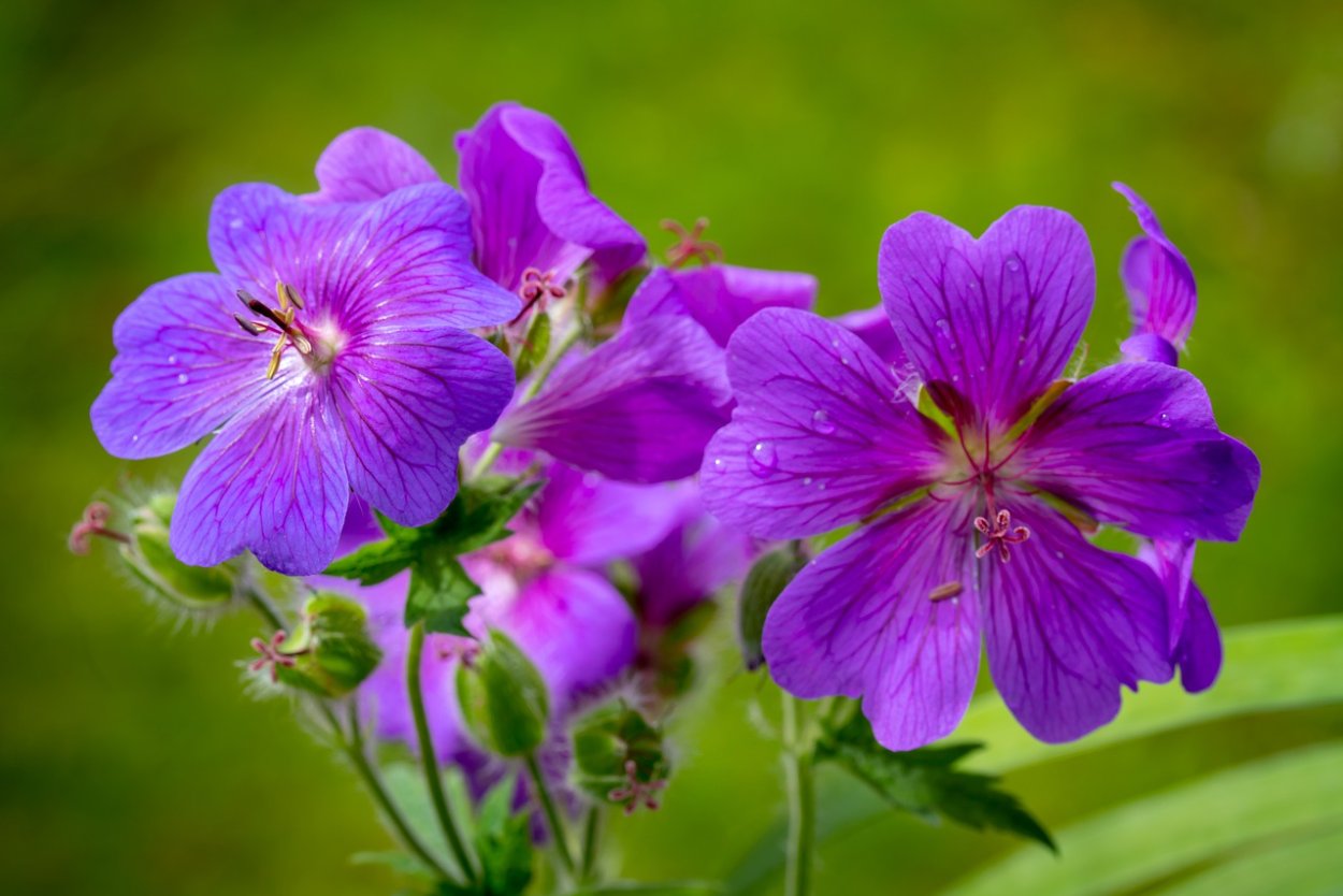 Герань Садовая Лаура