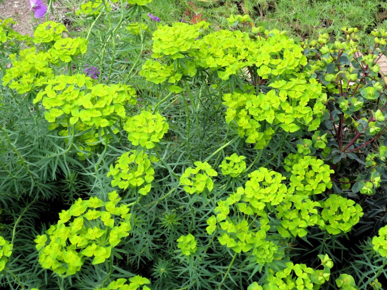 Молочай (Euphorbia)